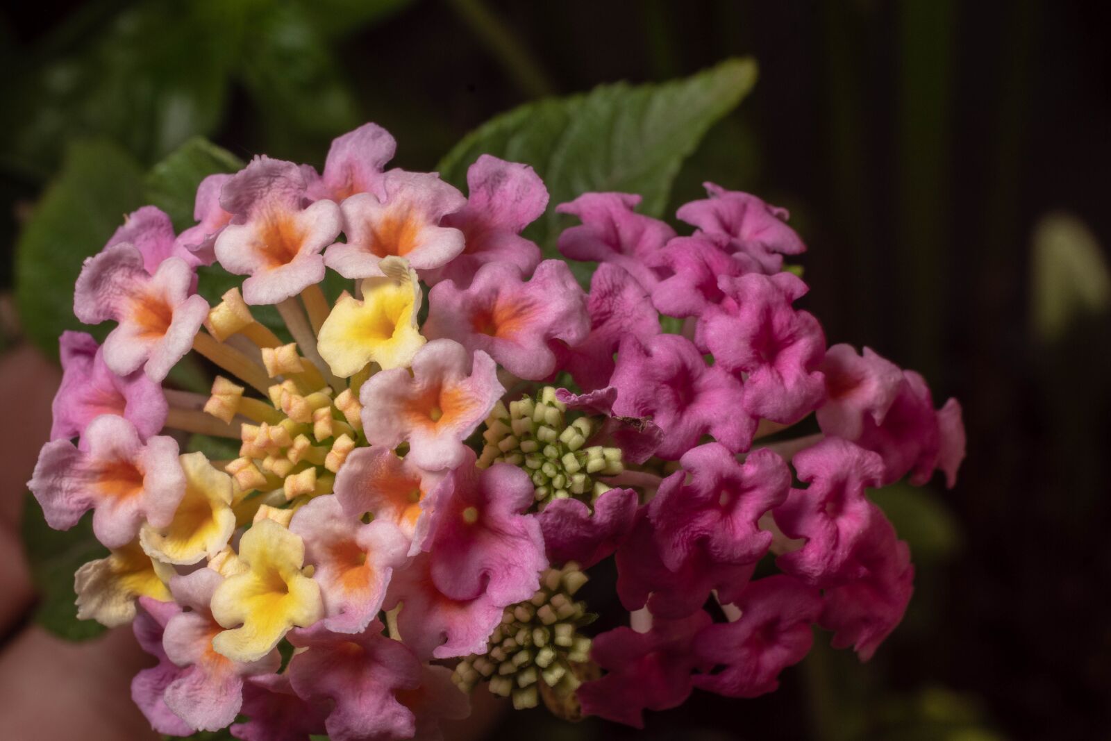 Sony SLT-A68 + MACRO 50mm F2.8 sample photo. Macro, bleed, nature photography