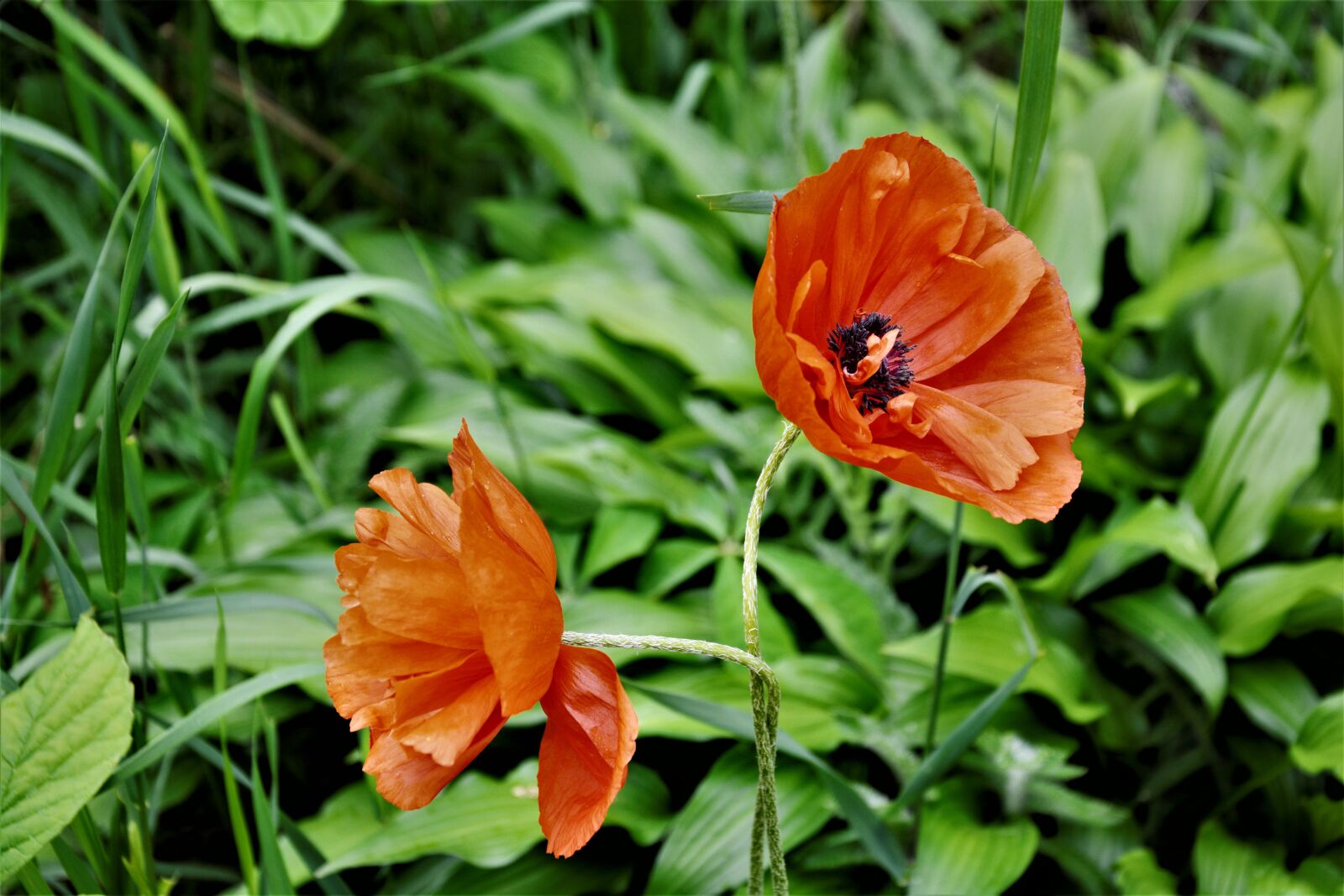 Nikon D7100 sample photo. Poppy, poppy flowers, red photography