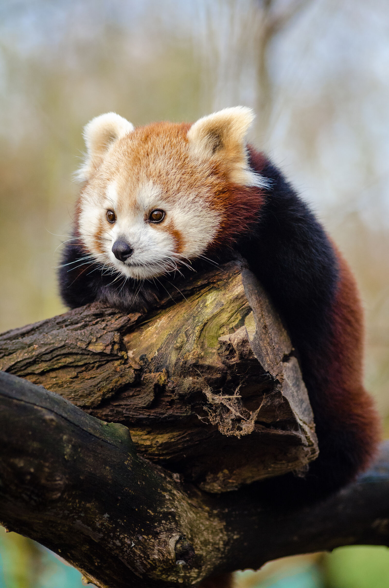 AF Zoom-Nikkor 80-200mm f/2.8 ED sample photo
