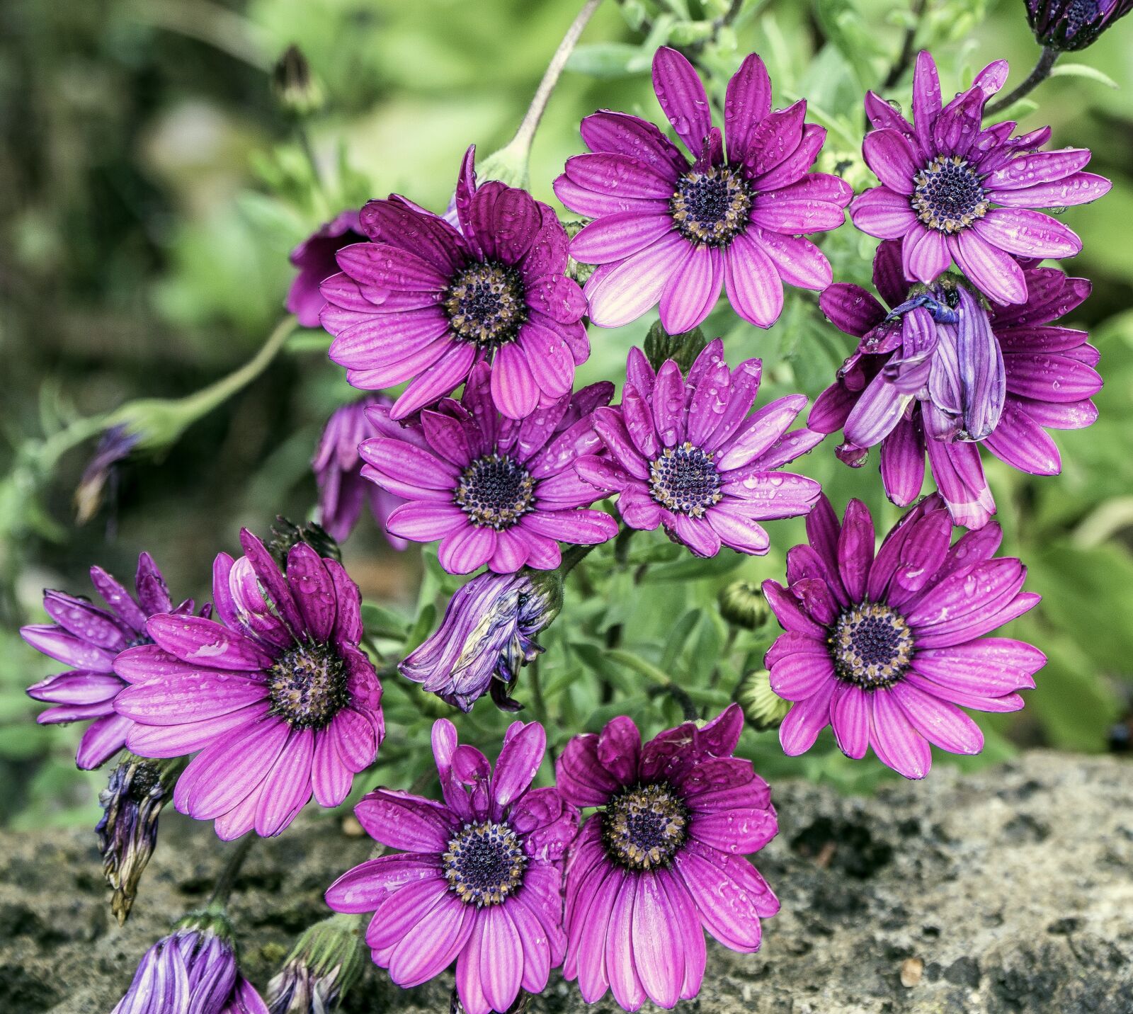Sony a6000 + Sony E PZ 18-105mm F4 G OSS sample photo. Osteospermum, margaritas cape, violet photography