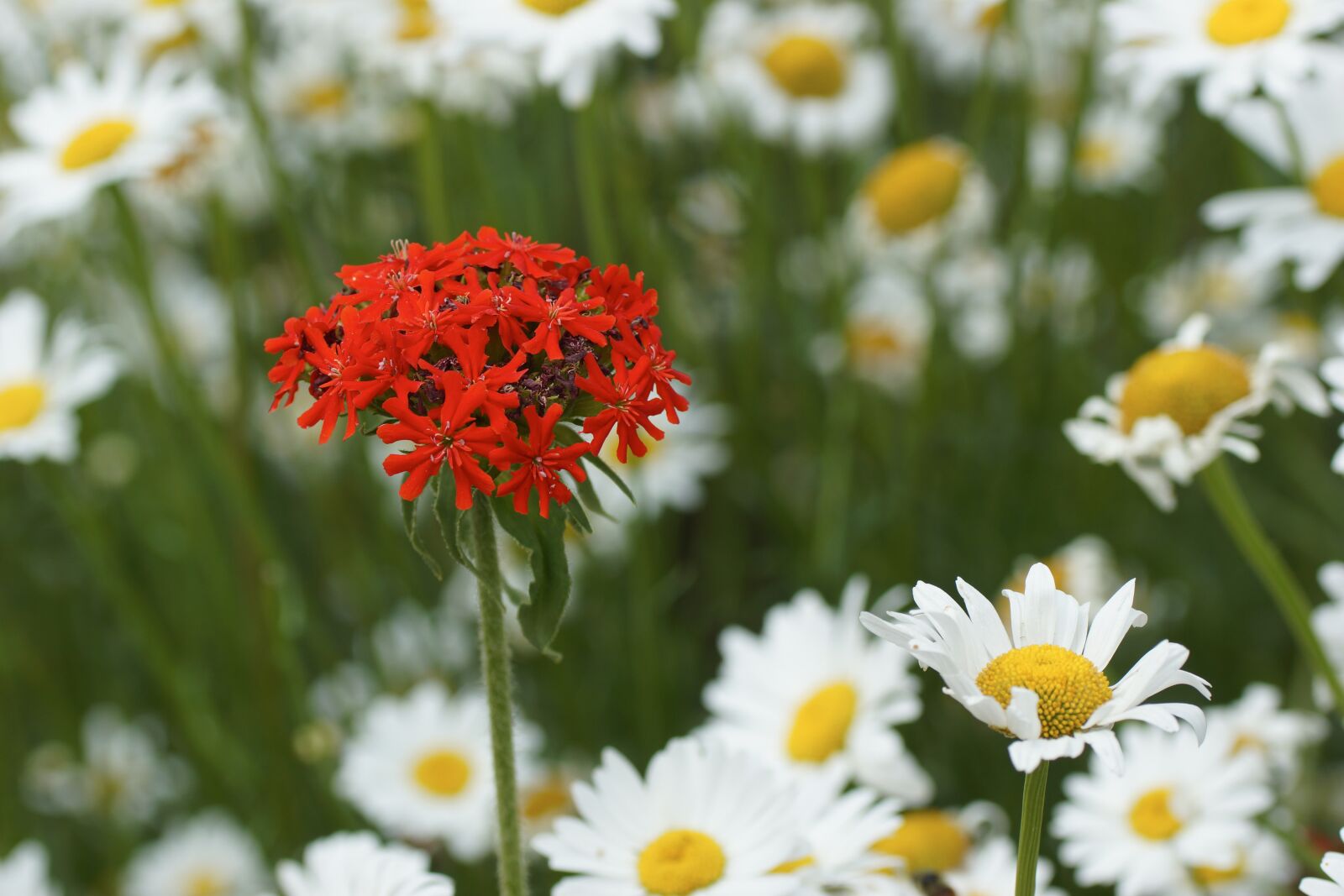 Sony SLT-A65 (SLT-A65V) sample photo. Flower, daisy, red photography