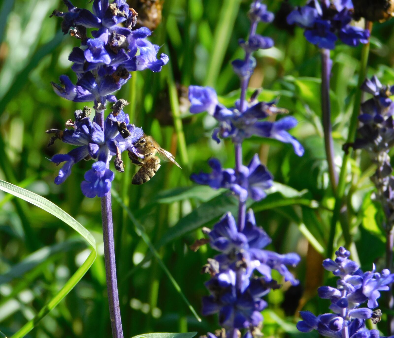 Nikon Coolpix L840 sample photo. Bee, collect pollen, collect photography