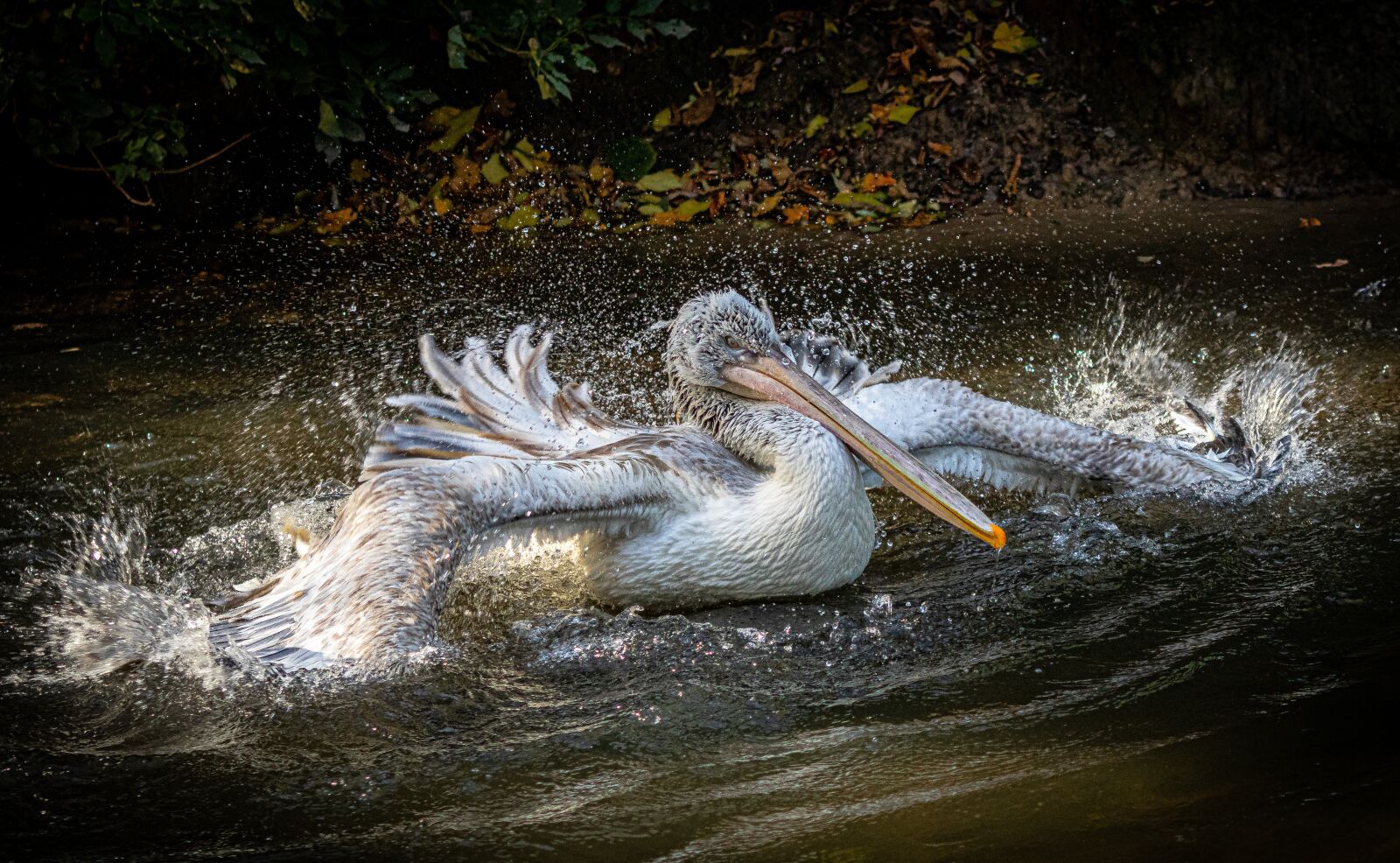 Canon EF 70-300 F4-5.6 IS II USM sample photo. Pelikan, zoo, bird photography