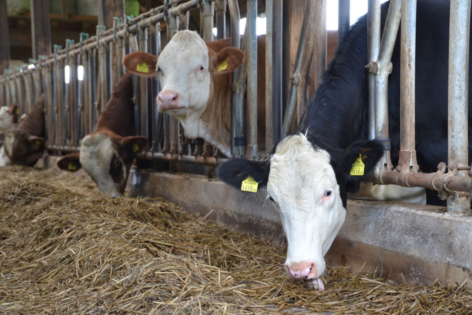 Nikon D3100 sample photo. Cows, simmental cattle, beef photography