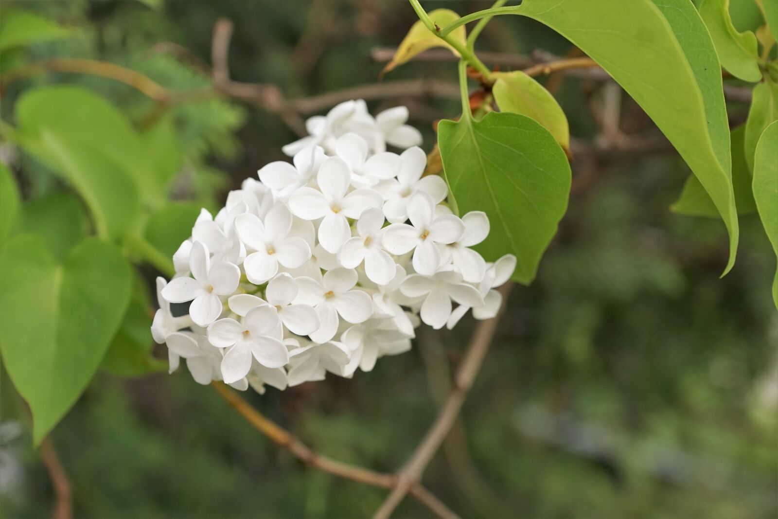 Sony ILCA-77M2 + Sony DT 16-50mm F2.8 SSM sample photo. Lilac, white, tree photography