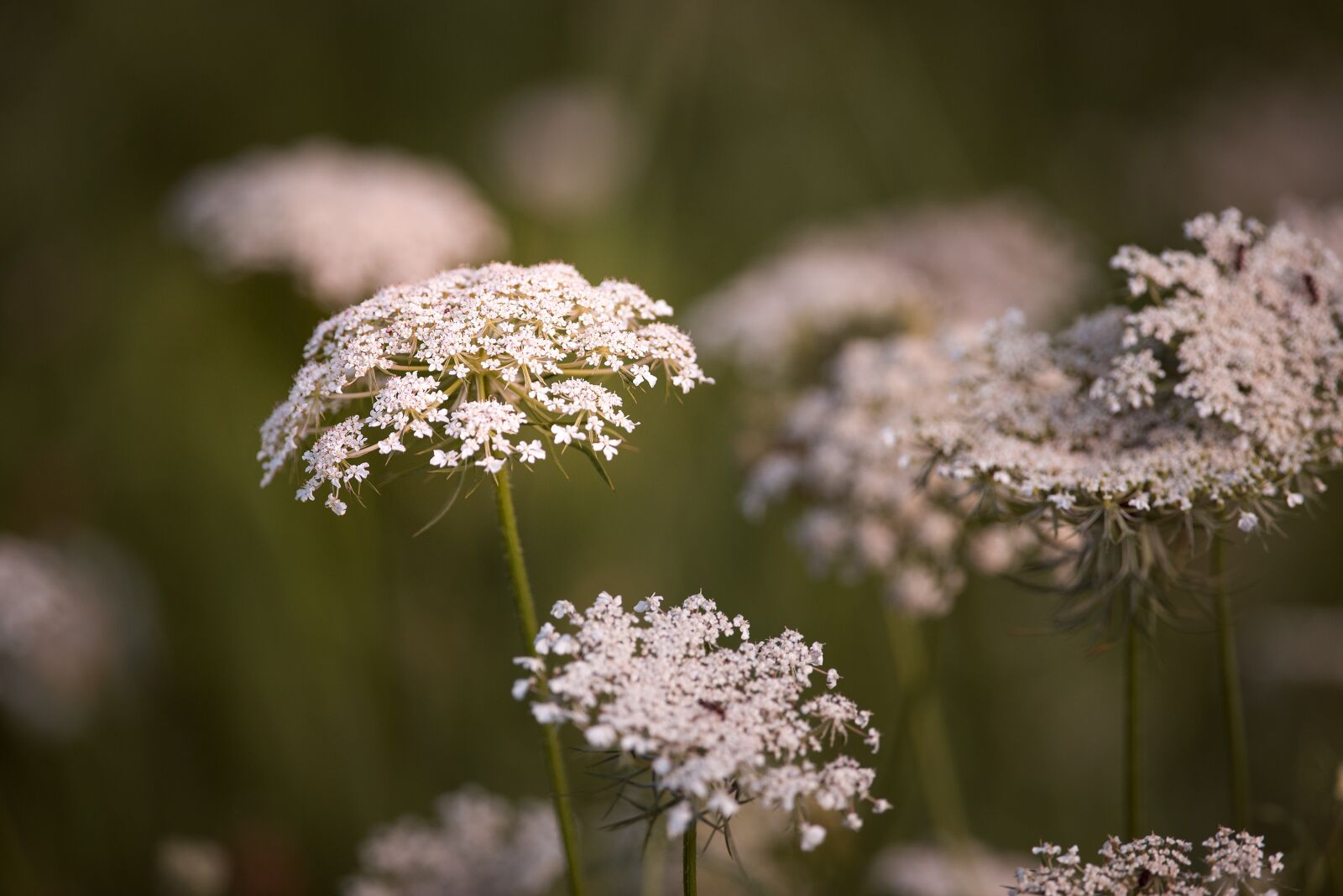 Nikon D750 sample photo. Wild carrot, flowers, white photography