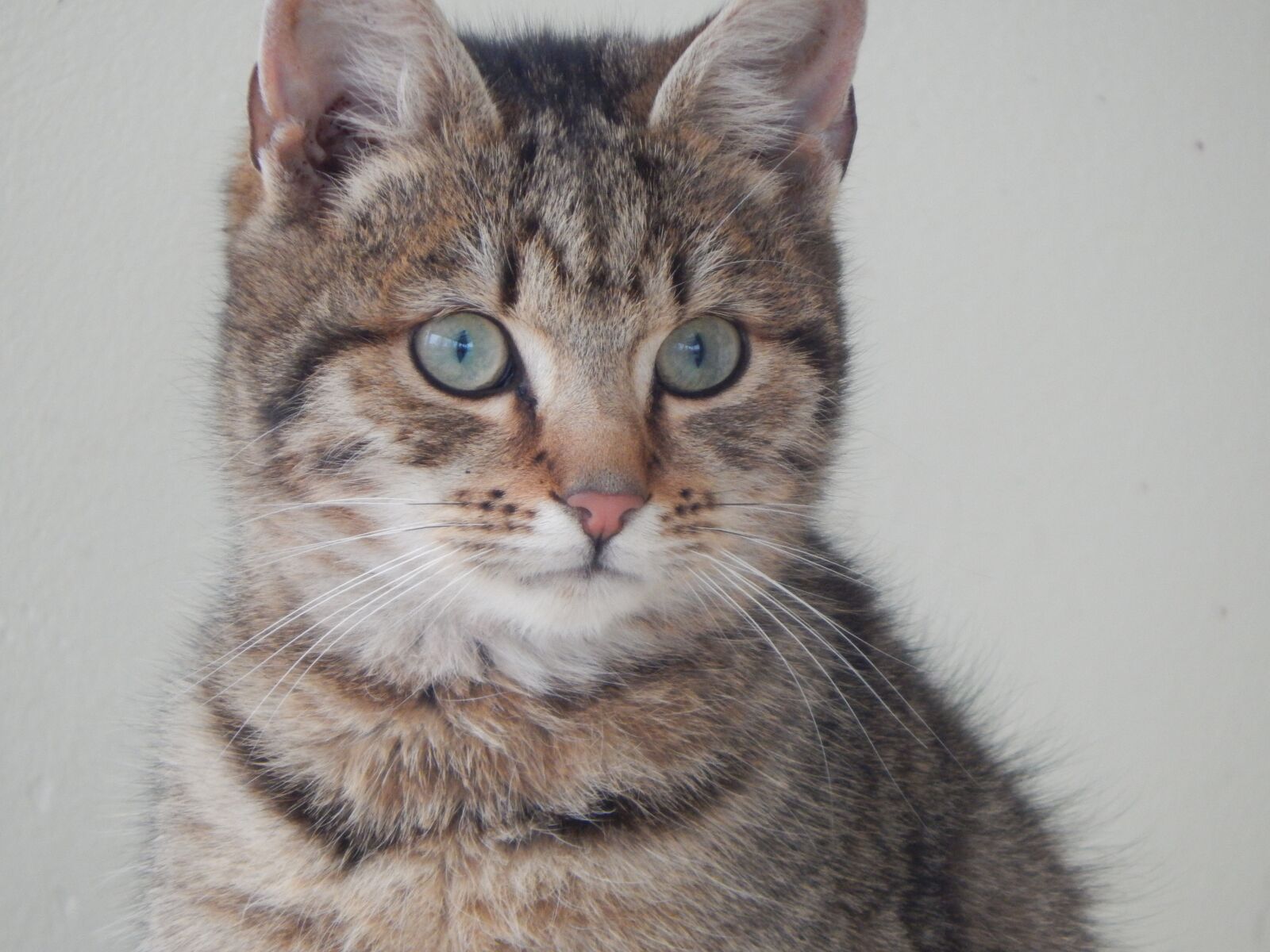Nikon Coolpix L830 sample photo. Cat, kitten, animal photography