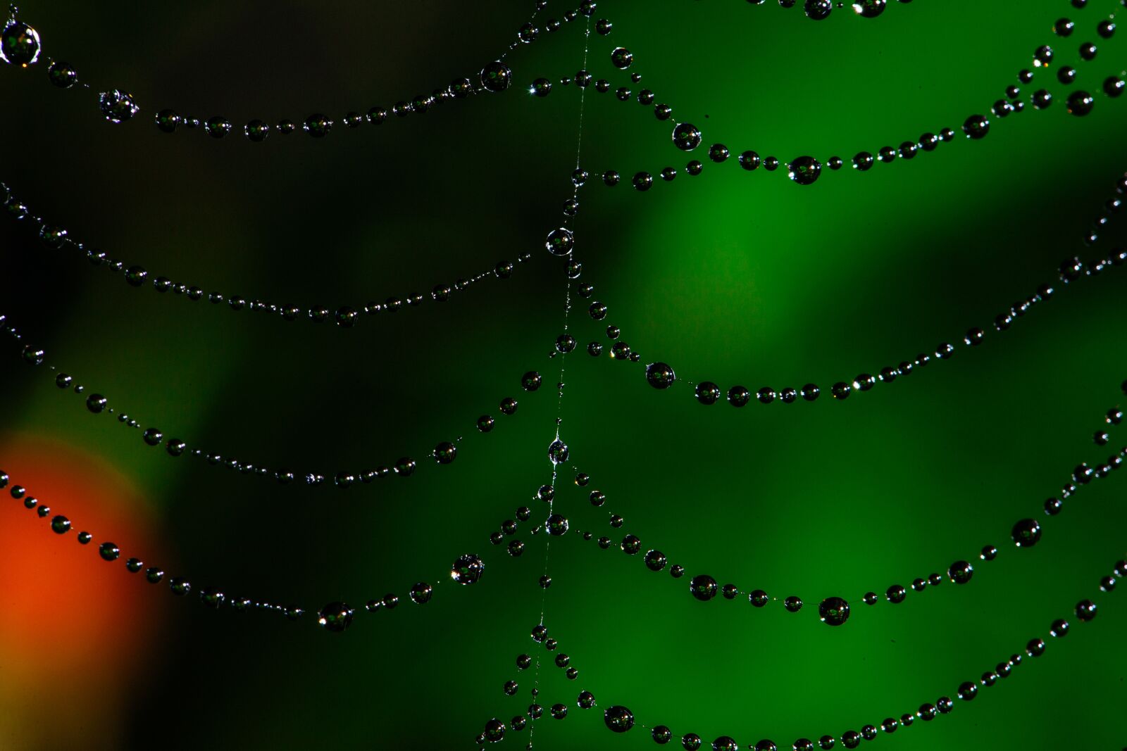 Canon EF 100mm F2.8L Macro IS USM sample photo. Spider web, bokeh, dew photography