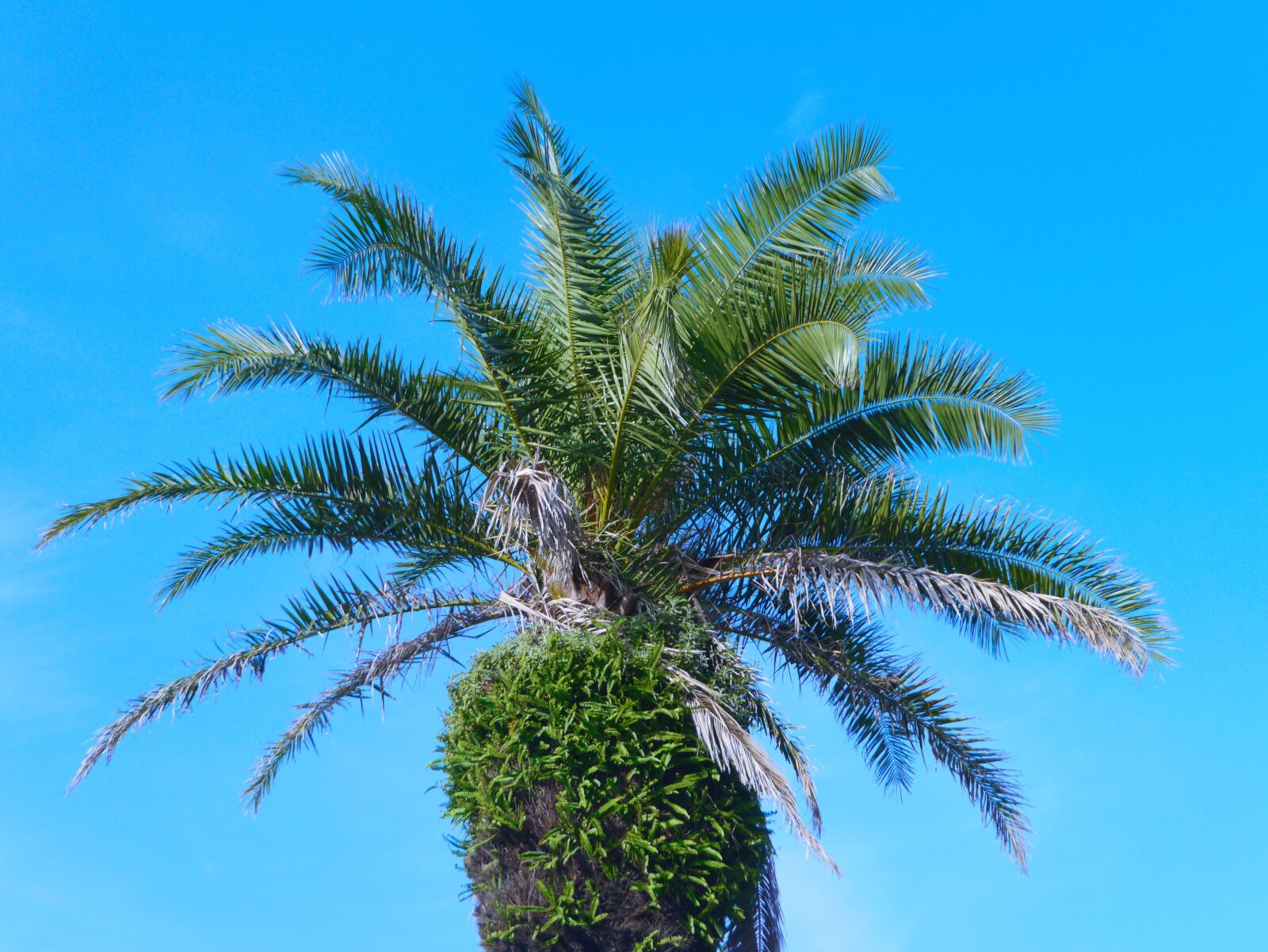 Panasonic Lumix DMC-GX1 sample photo. Palm trees, blue sky photography