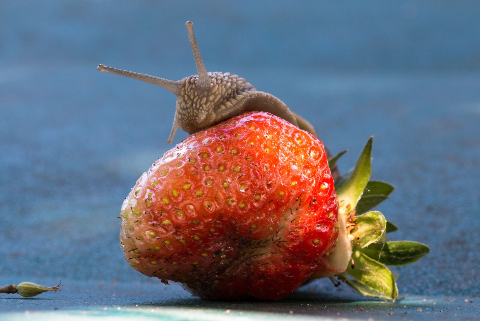 Canon EOS 70D sample photo. Strawberry, snail, eat photography