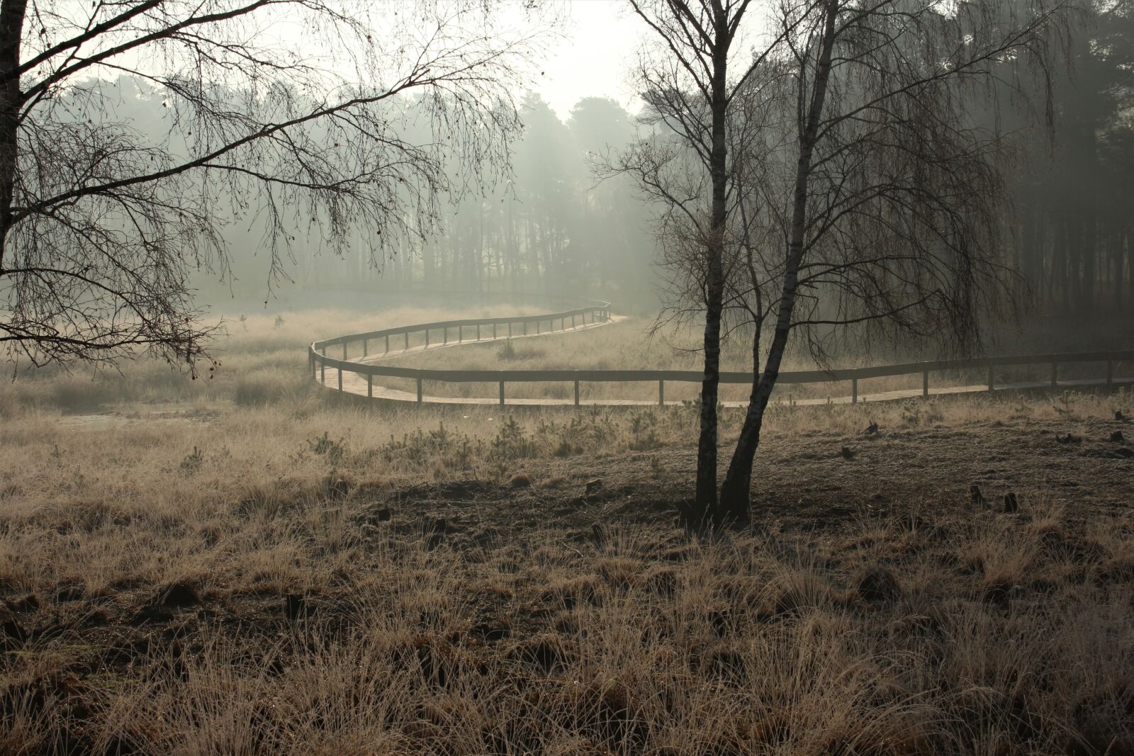 Canon EOS 700D (EOS Rebel T5i / EOS Kiss X7i) sample photo. Diersfordter forest, winter, mood photography