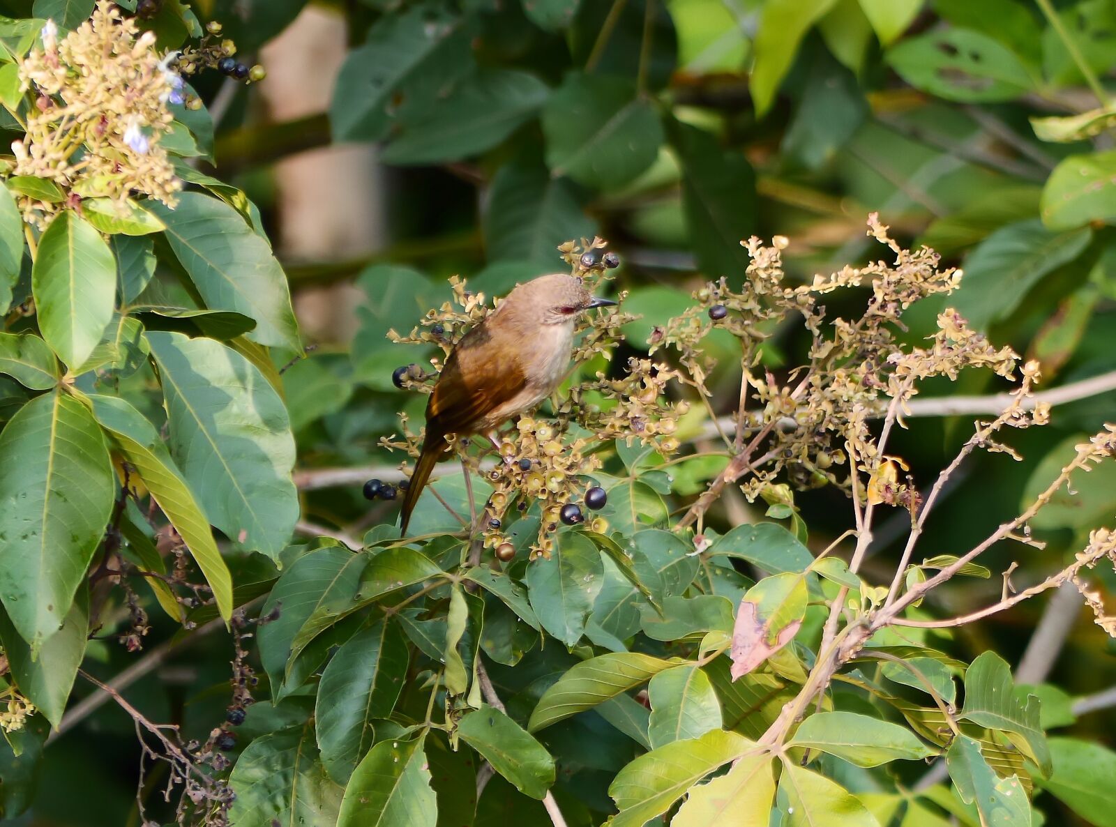 Panasonic Lumix DMC-GH3 sample photo. Olive-winged bulbul, wild, bird photography