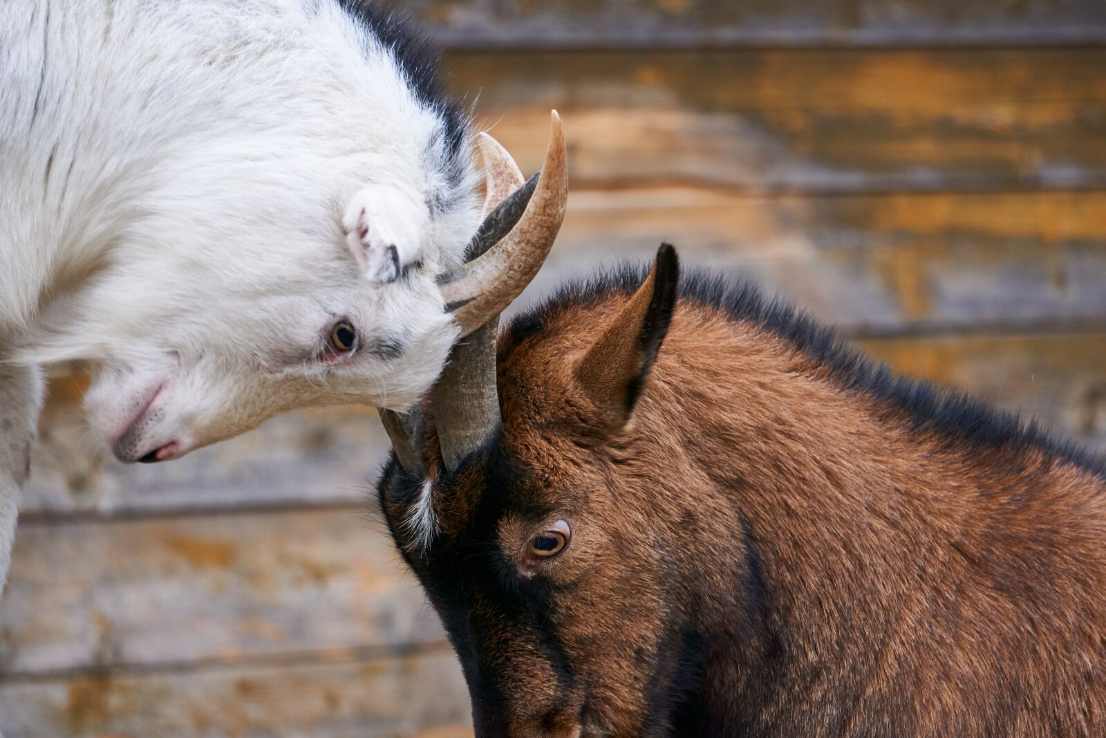 Sony E 55-210mm F4.5-6.3 OSS sample photo. Goats, fight, deals photography