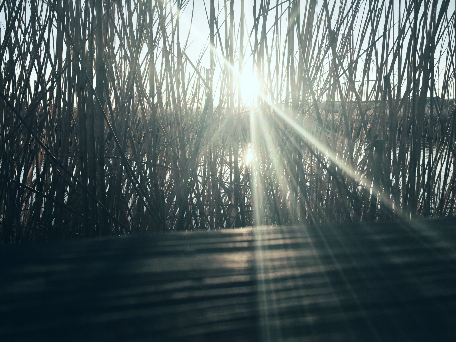 iPhone 6 back camera 4.15mm f/2.2 sample photo. Reed, plant, river photography