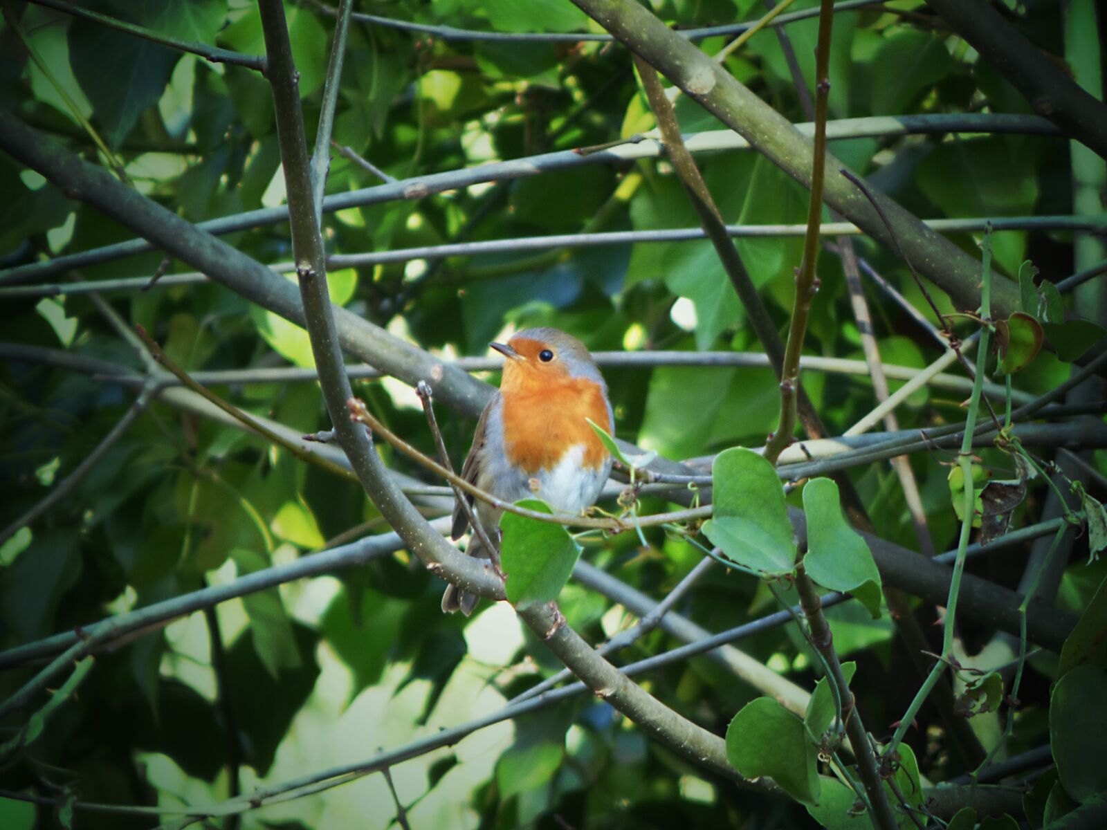 Panasonic Lumix DMC-FZ70 sample photo. Robin, leaves, ivy photography