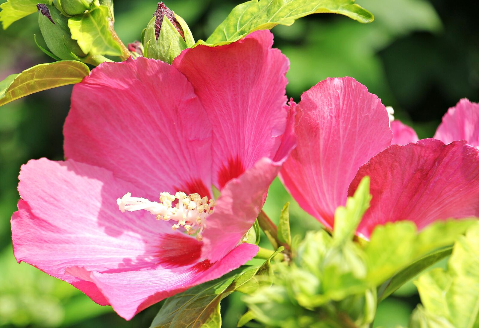 Canon EOS 550D (EOS Rebel T2i / EOS Kiss X4) sample photo. Stock rose, hollyhock, garden photography