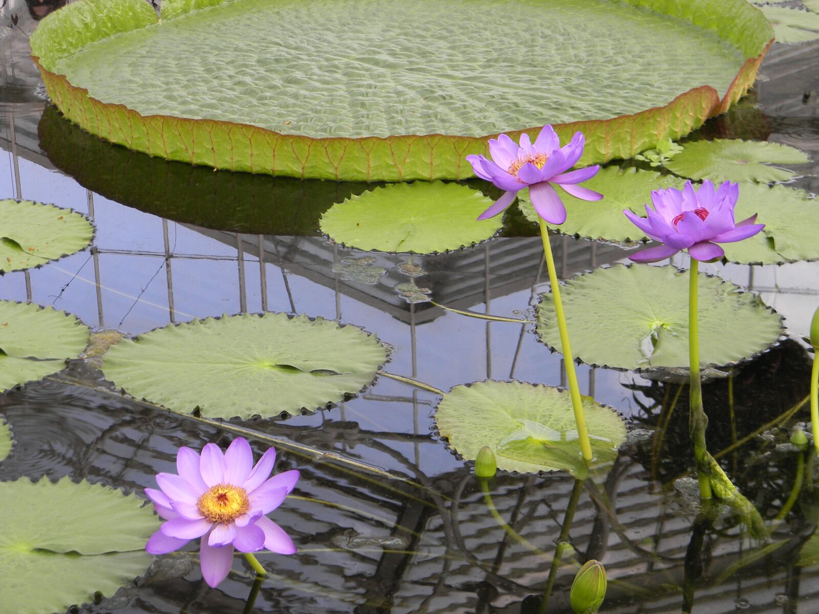 Nikon Coolpix L110 sample photo. Waterlily, pink, lotus photography