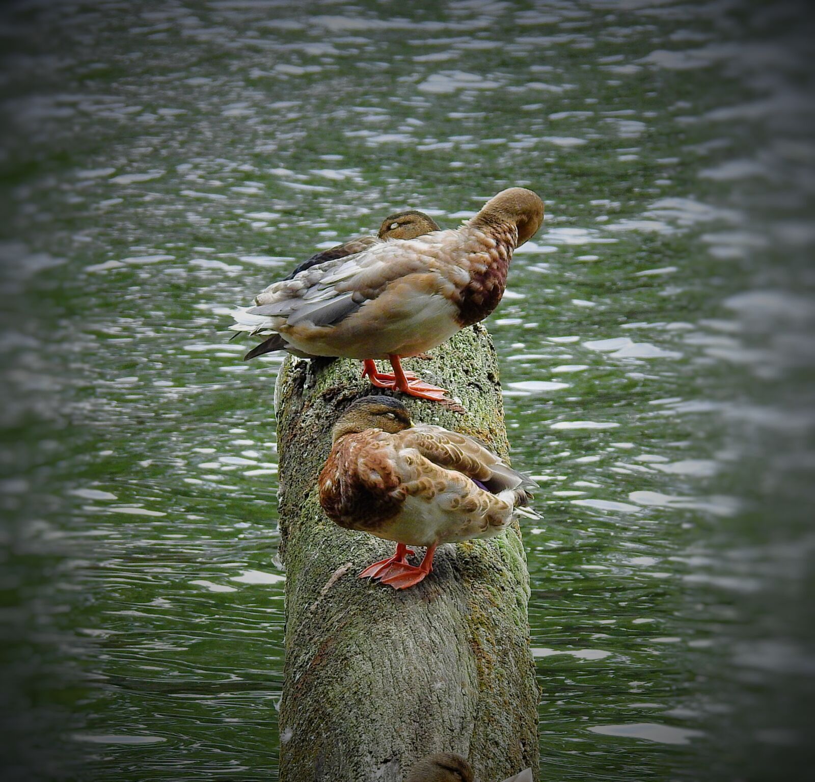 Nikon Coolpix P900 sample photo. Ducks, trunk, water photography
