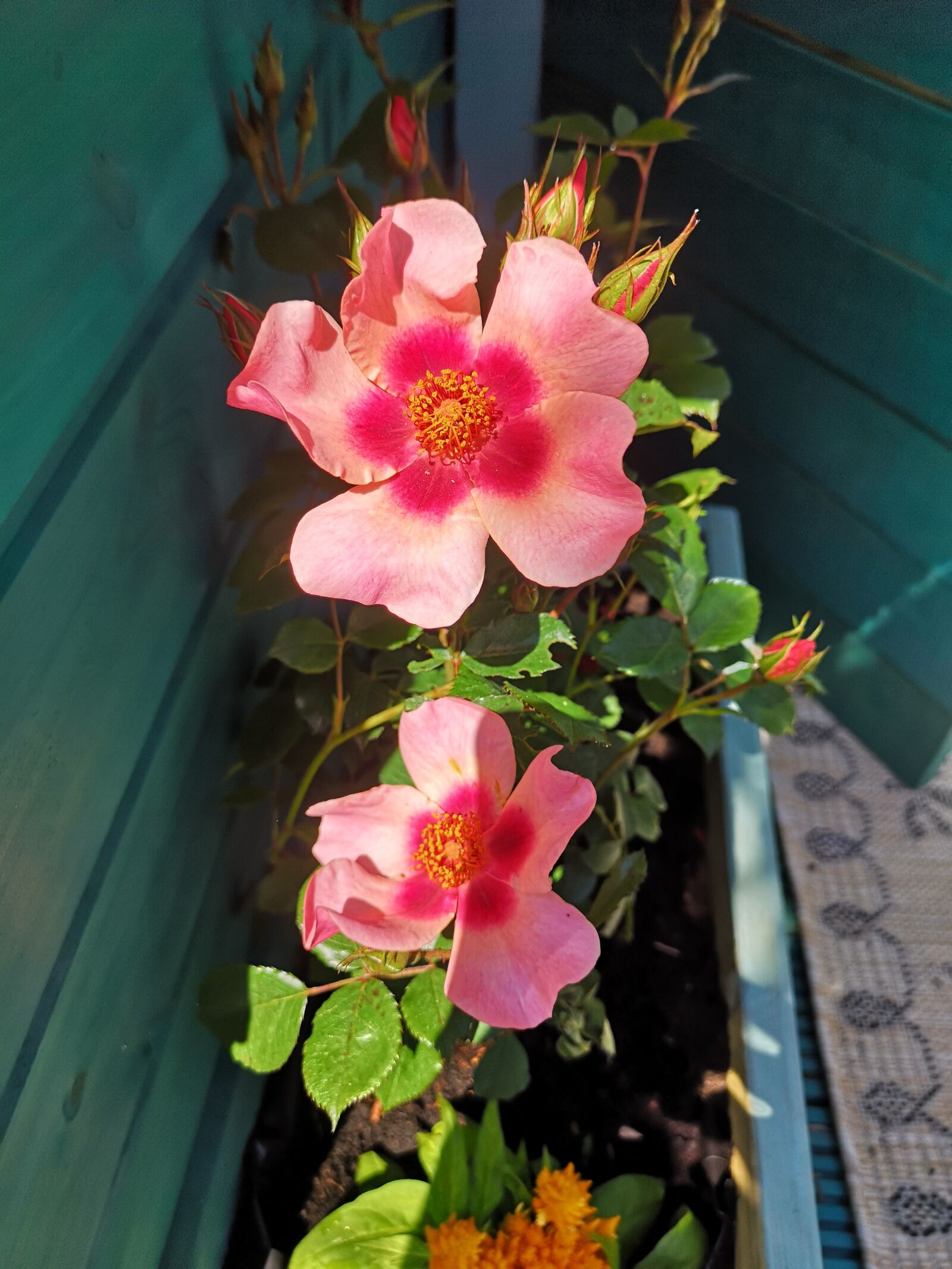 HUAWEI CLT-L09 sample photo. Flower, rose, floral photography