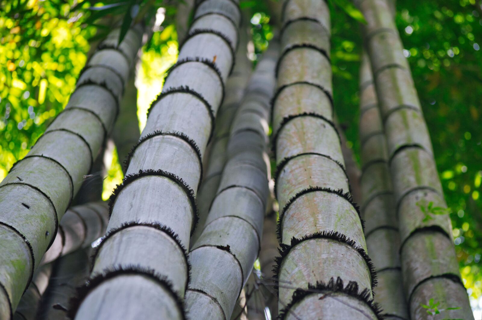 Nikon D3200 sample photo. Trunk, nature, plant photography