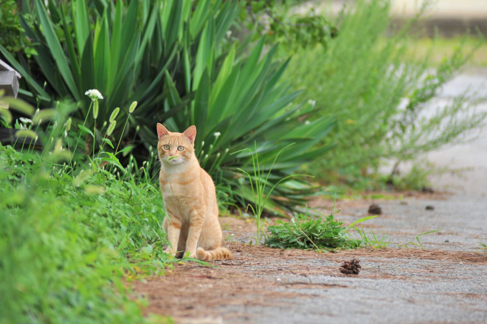 Nikon D700 sample photo. Cat, animal, fur photography