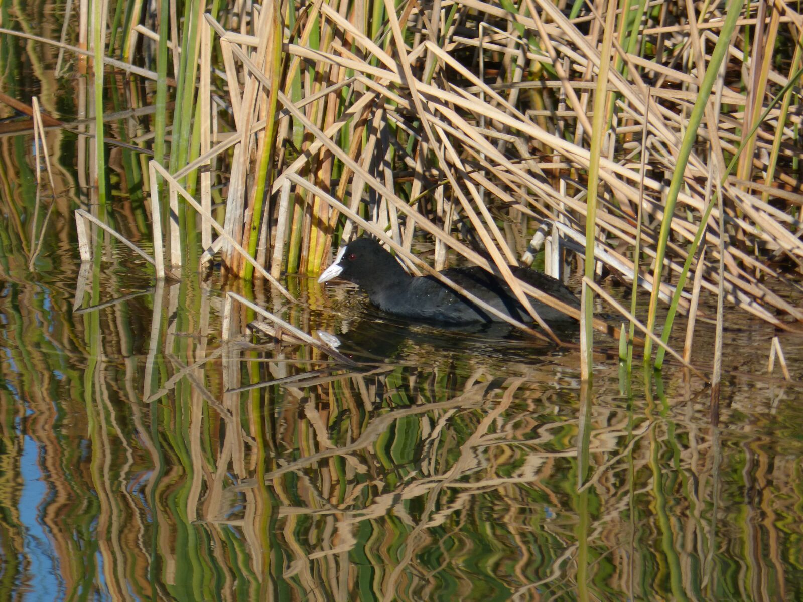 Panasonic DMC-FZ62 sample photo. Coot, pond, juncal photography