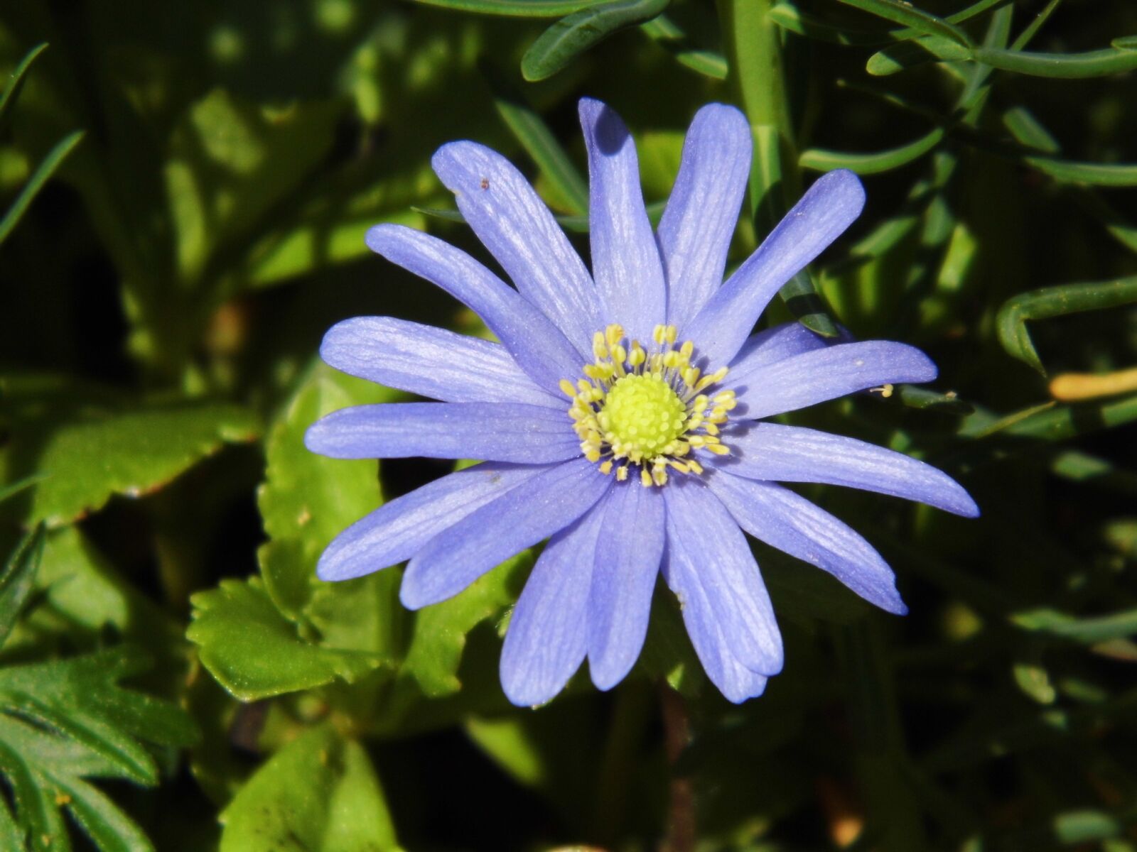 Rollei Powerflex 210 HD sample photo. Flower, blue, macro photography
