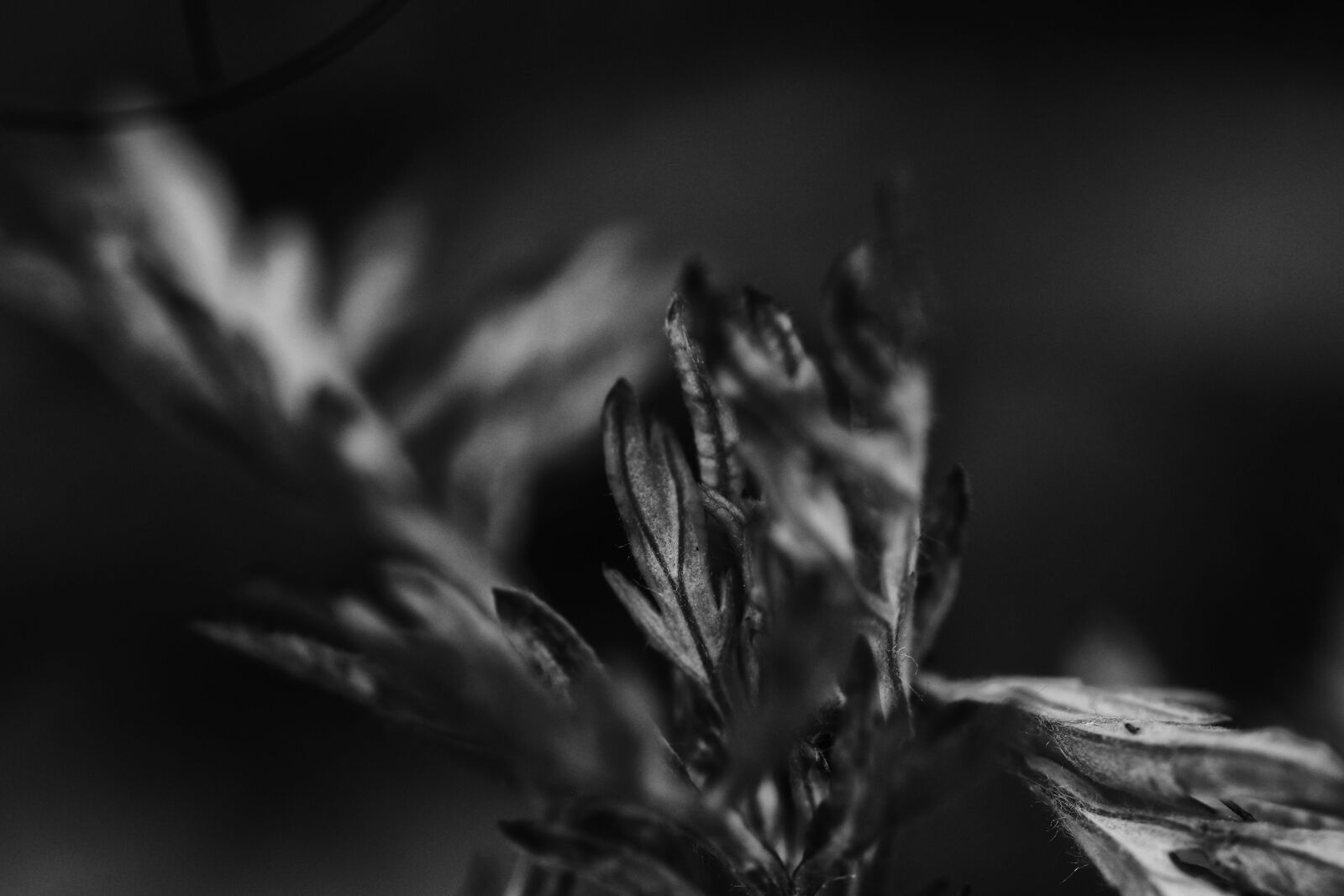Canon EOS 7D Mark II sample photo. Growth, plant, nature photography