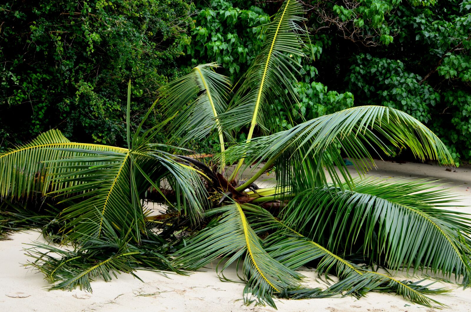 Nikon D5100 sample photo. Seychelles, palma, beach photography