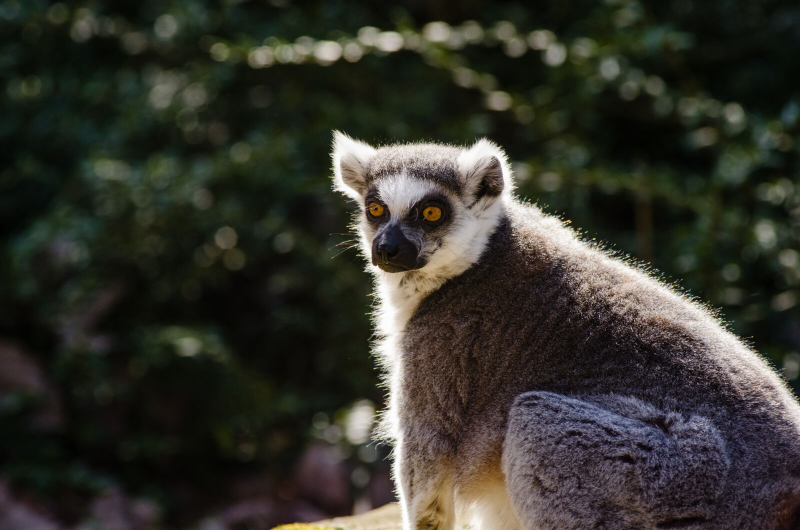 Nikon D7000 + Sigma APO Tele Macro 300mm F4 sample photo