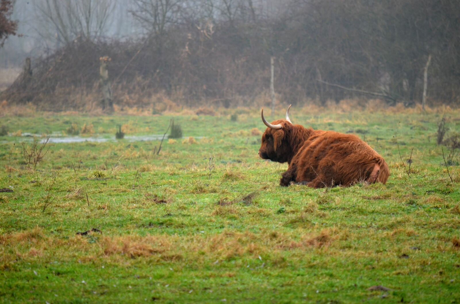 Nikon D5100 sample photo. Grass, nature, animal photography