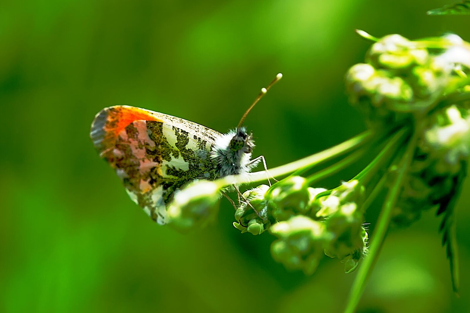 Canon EF-S 60mm F2.8 Macro USM sample photo. Butterfly, insect, nature photography