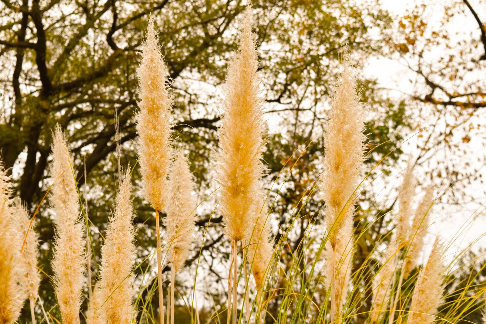 Nikon D5500 sample photo. Outdoor, tree, grass photography