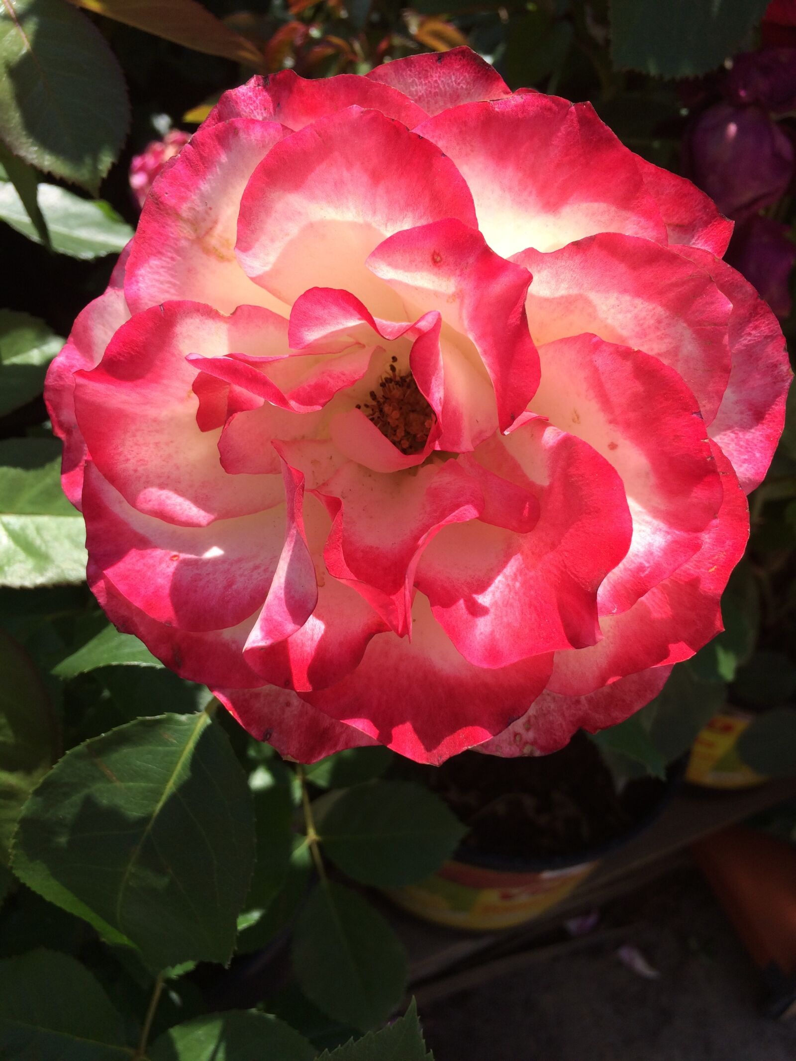 iPhone 5s back camera 4.15mm f/2.2 sample photo. Flower, summer, rose photography