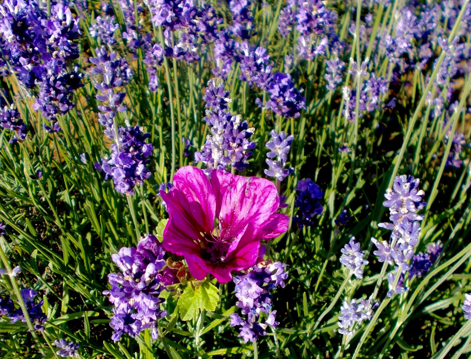 Nikon COOLPIX L29 sample photo. Lavender, lavender flowers, mallow photography