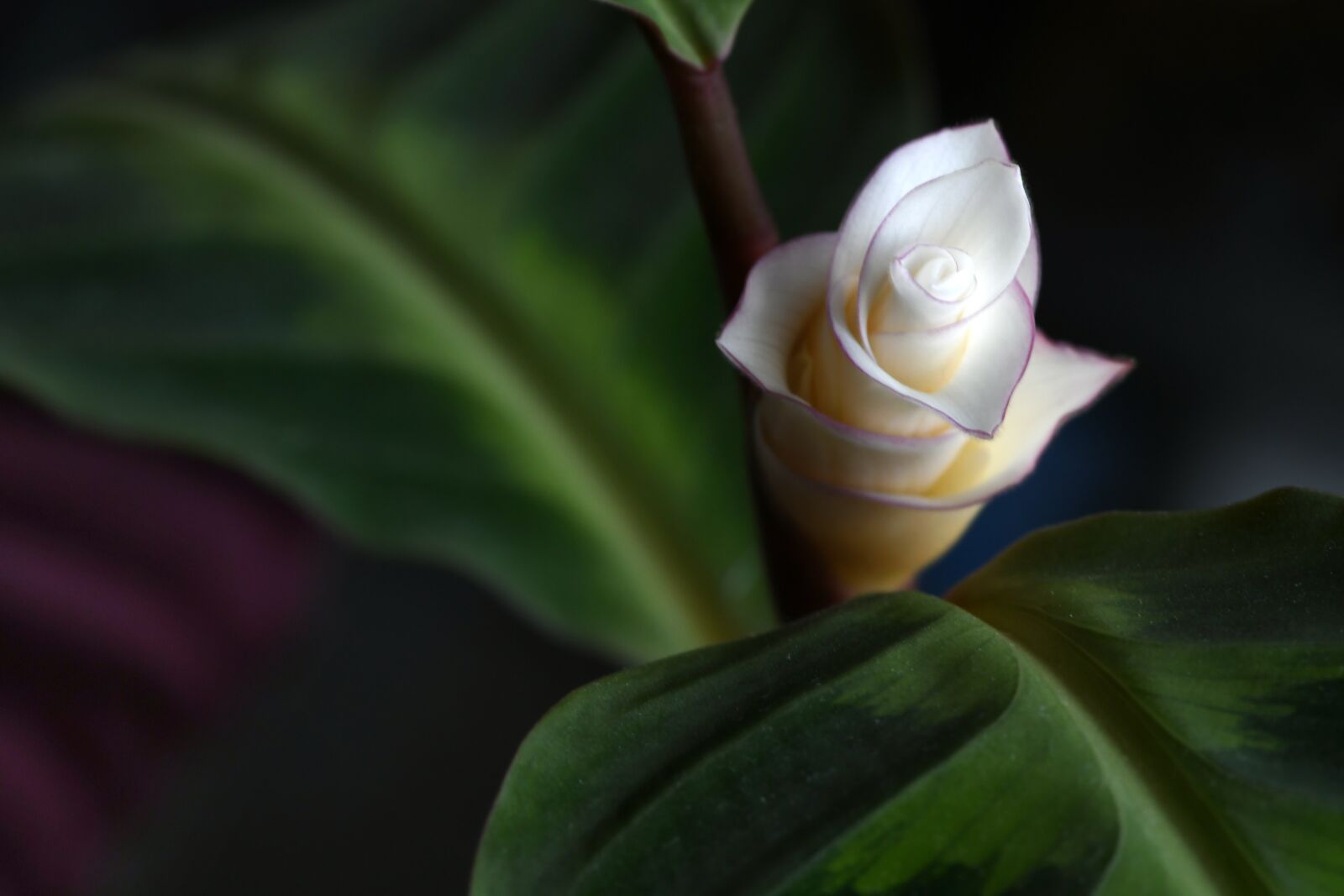 Nikon D500 sample photo. Calathea, blossom, bloom photography