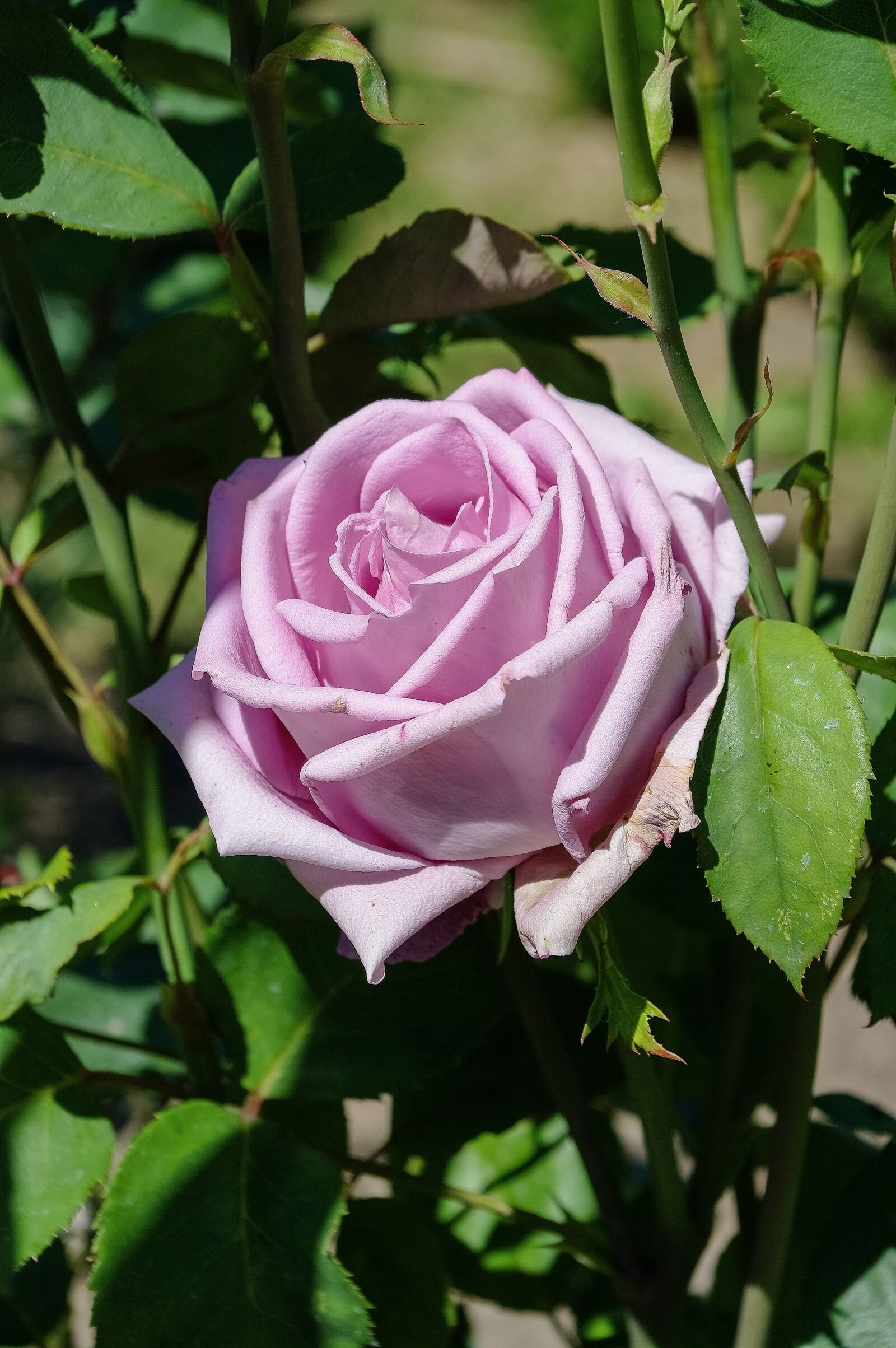 Samsung GX-20 sample photo. Flower, rose, garden photography