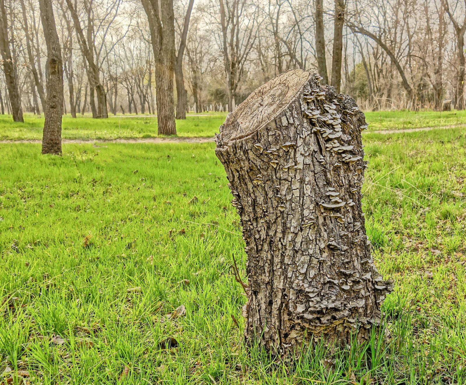 Sony Cyber-shot DSC-RX100 sample photo. Nature, tree, wood photography