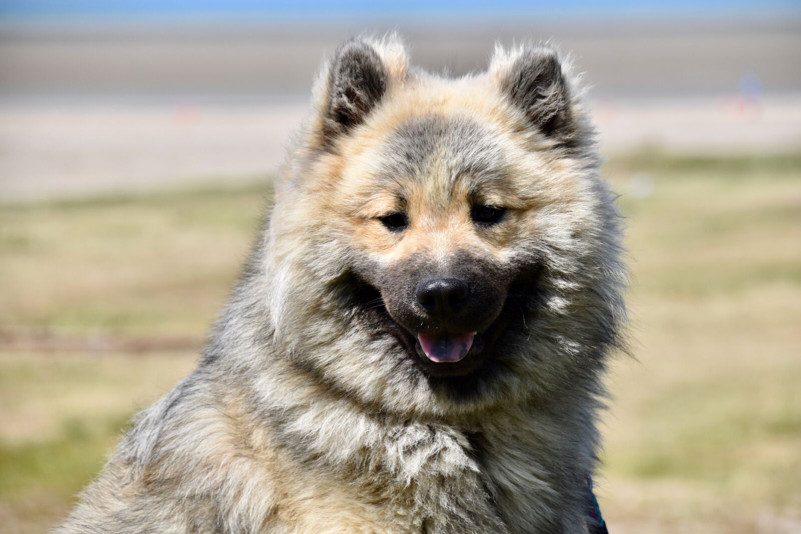 Nikon D5600 sample photo. Dog, dog portrait, dog photography