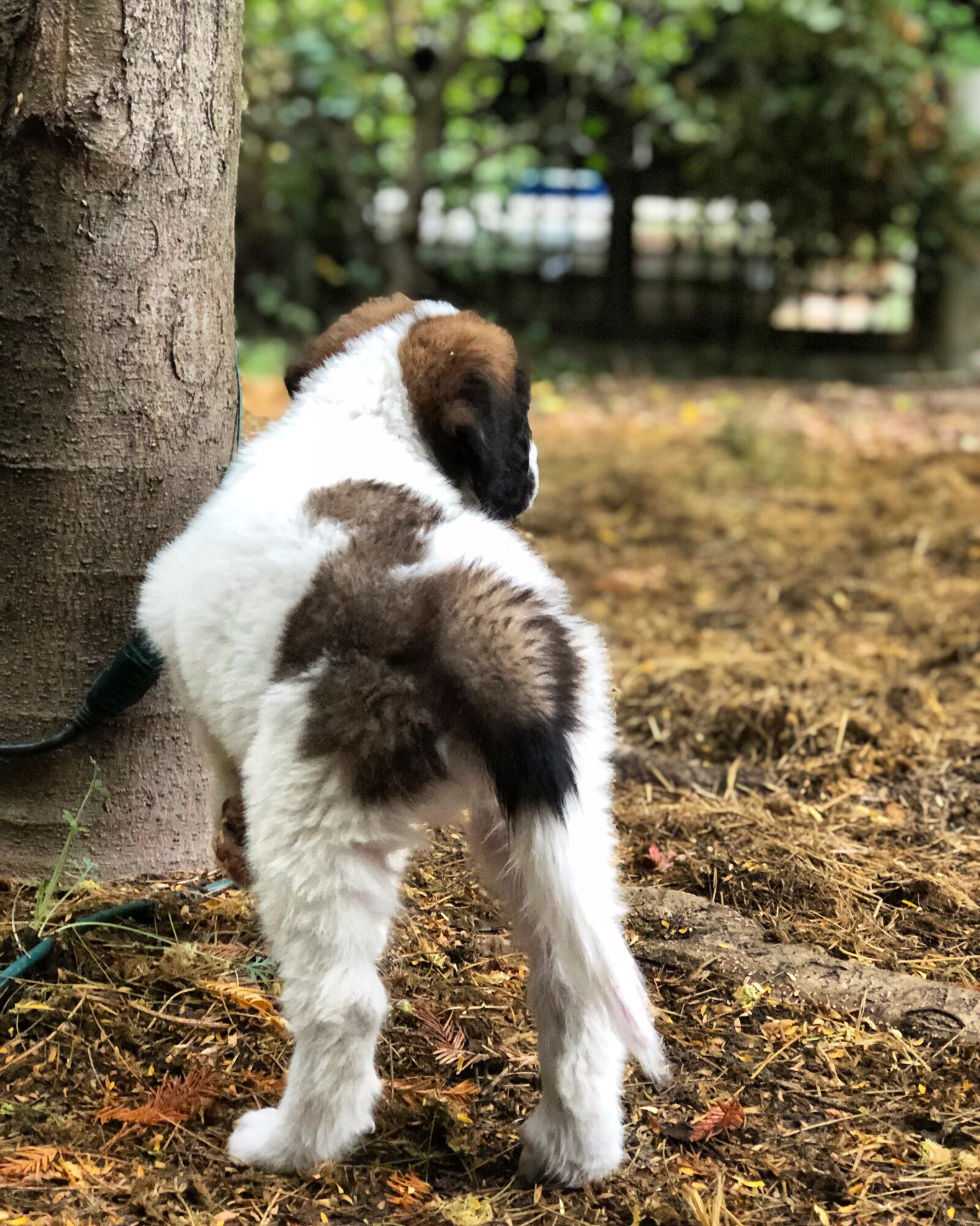 iPhone 8 Plus back dual camera 6.6mm f/2.8 sample photo. Puppy, dog, pet photography