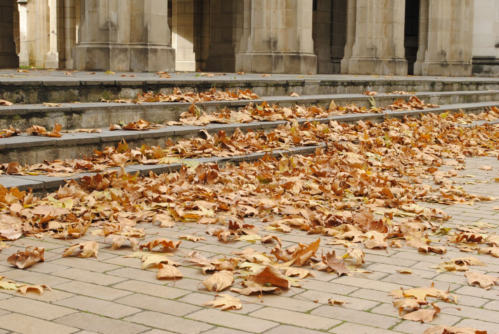 Nikon D3000 sample photo. Leaves, melbourne uni, landscape photography
