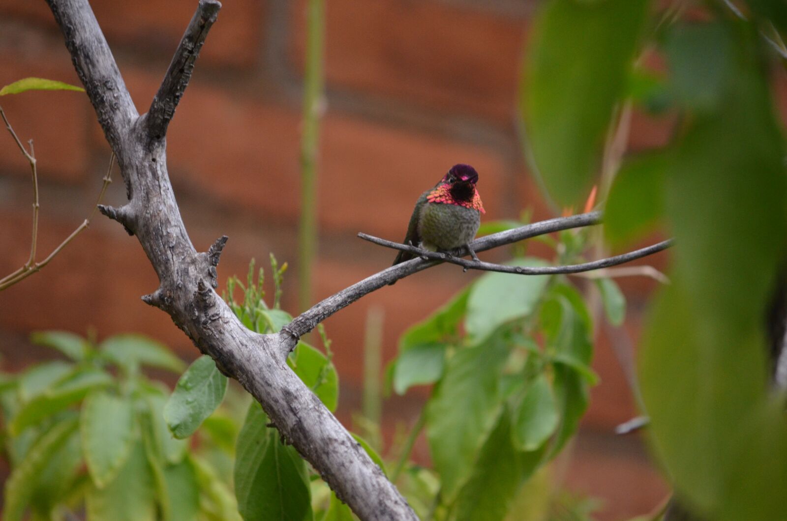 Nikon D5100 sample photo. Hummingbird, wild, bird photography