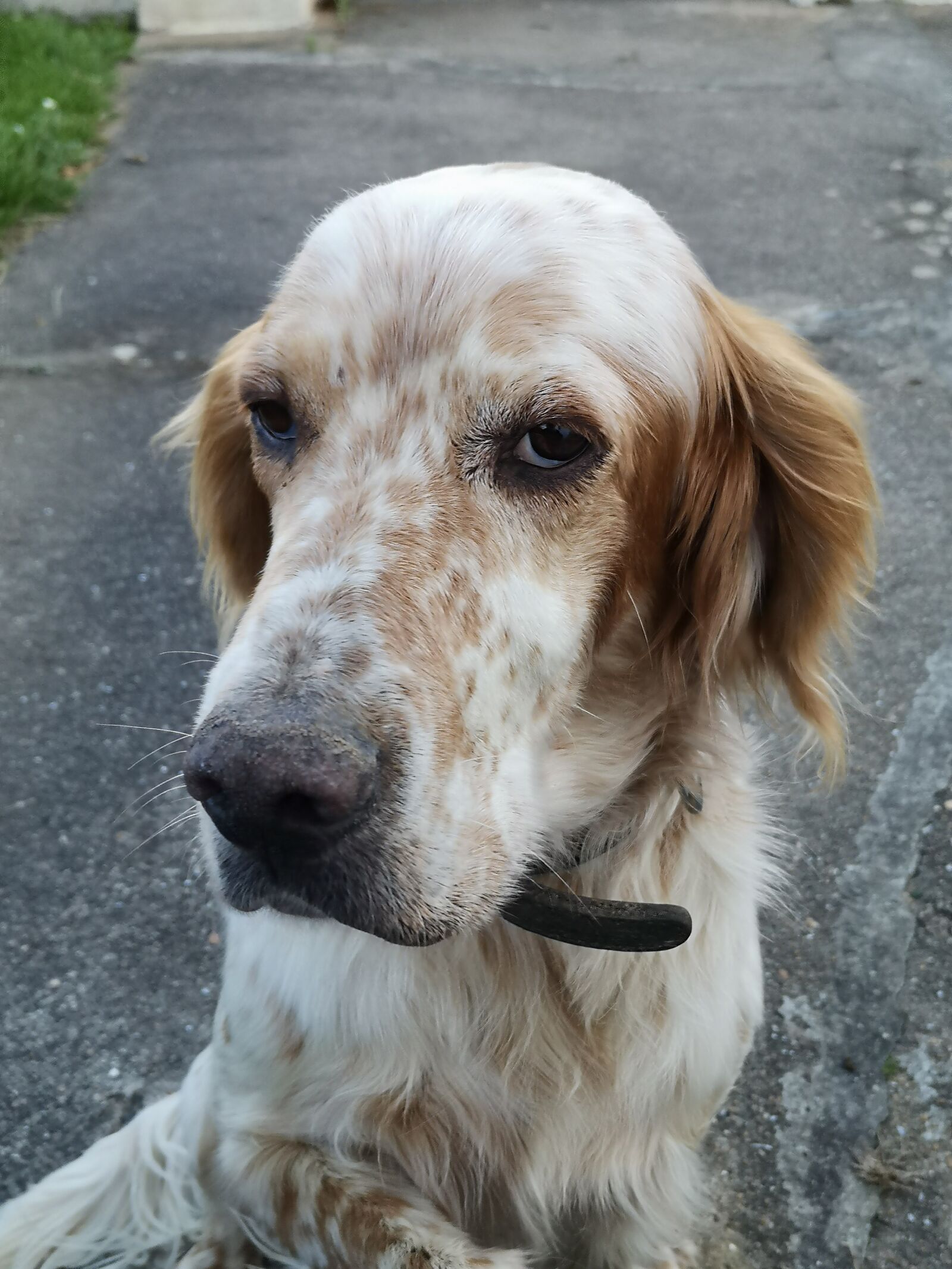HUAWEI P20 sample photo. Dog, setter, look photography