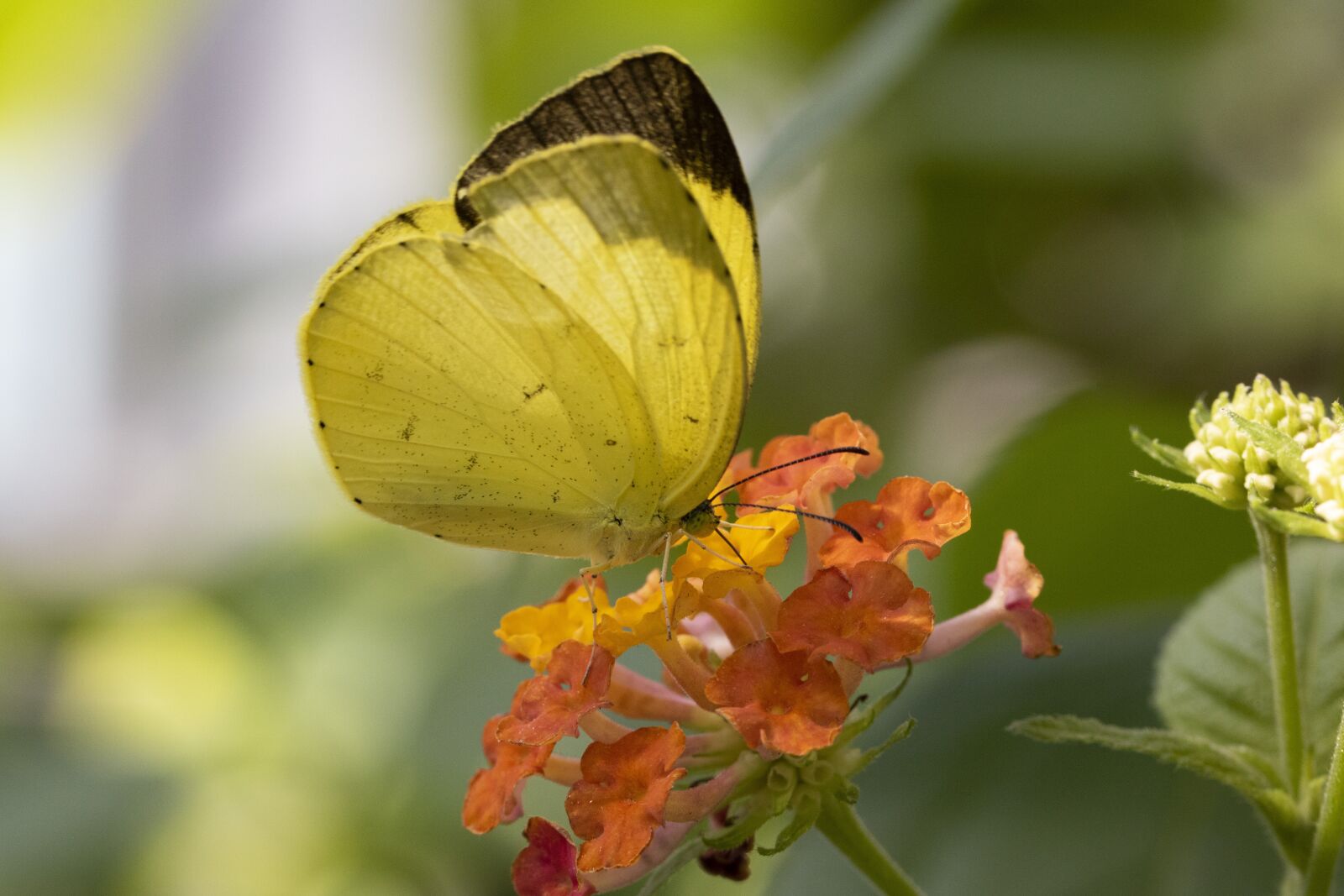 Canon EOS 750D (EOS Rebel T6i / EOS Kiss X8i) sample photo. Butterfly, insects, nature photography