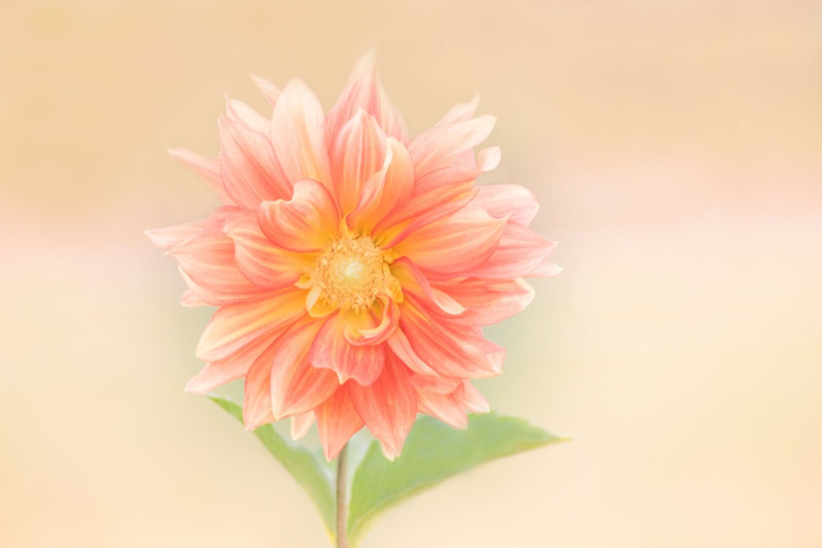 Nikon D3300 sample photo. Pink, flower, bloom photography