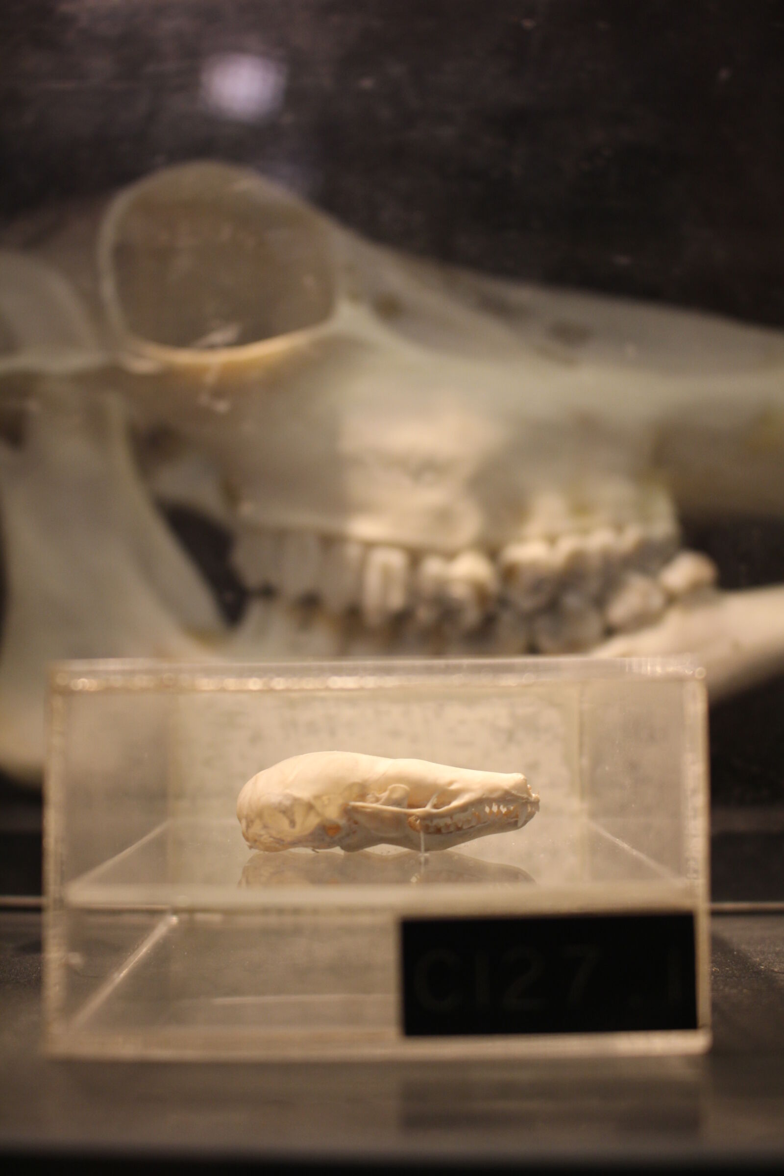 Canon EOS 100D (EOS Rebel SL1 / EOS Kiss X7) sample photo. Animal, skulls, display, museum photography