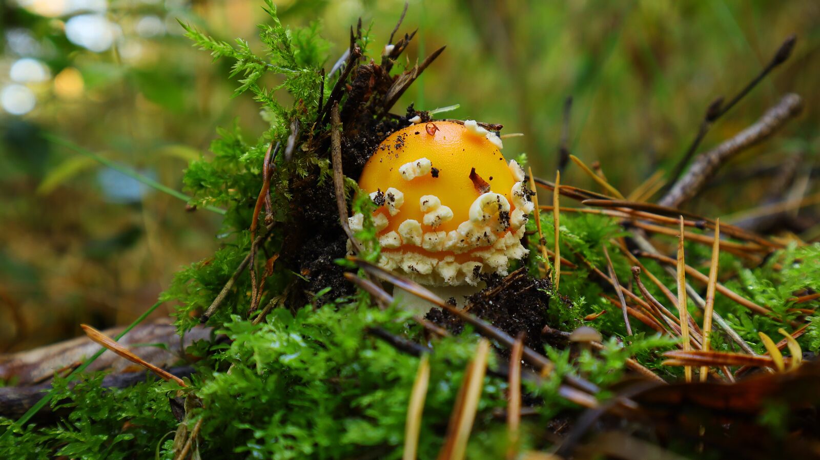 Canon EF-M 15-45mm F3.5-6.3 IS STM sample photo. Mushroom, close up, forest photography