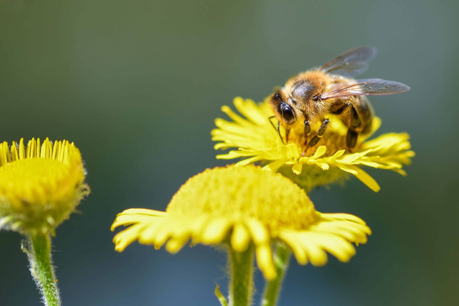 Nikon D500 sample photo. Bee, insect, dandelion, flower photography