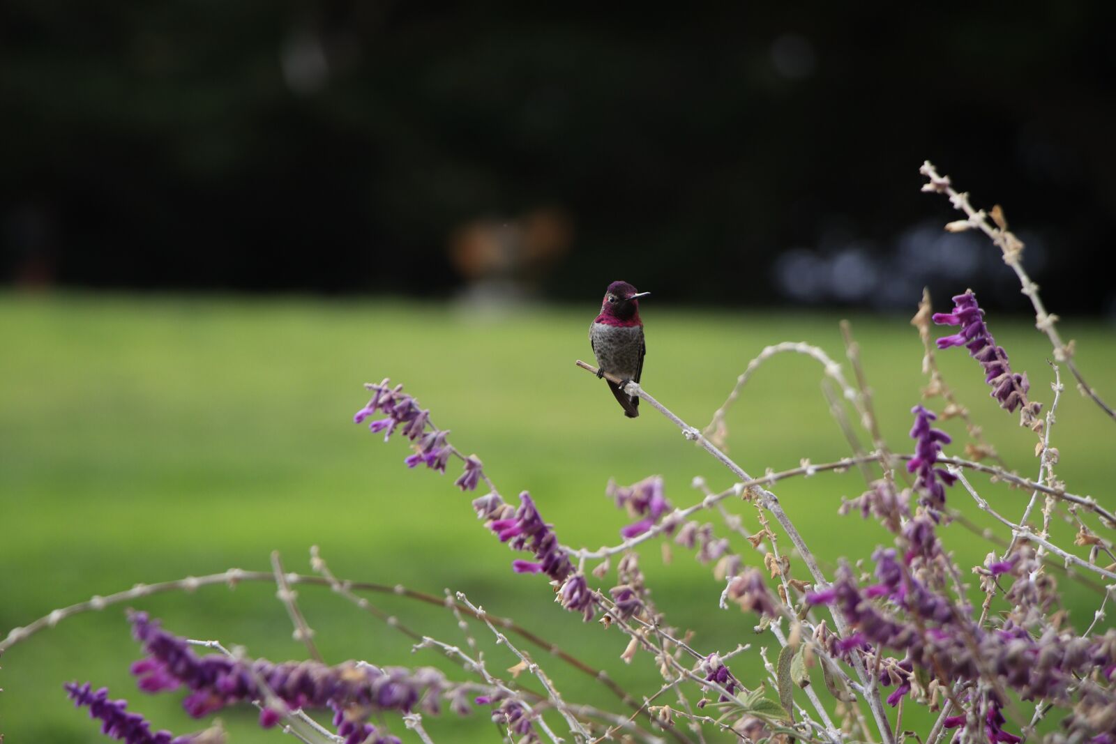 Canon EF-S 18-135mm F3.5-5.6 IS USM sample photo. Hummingbird, nature, bird photography