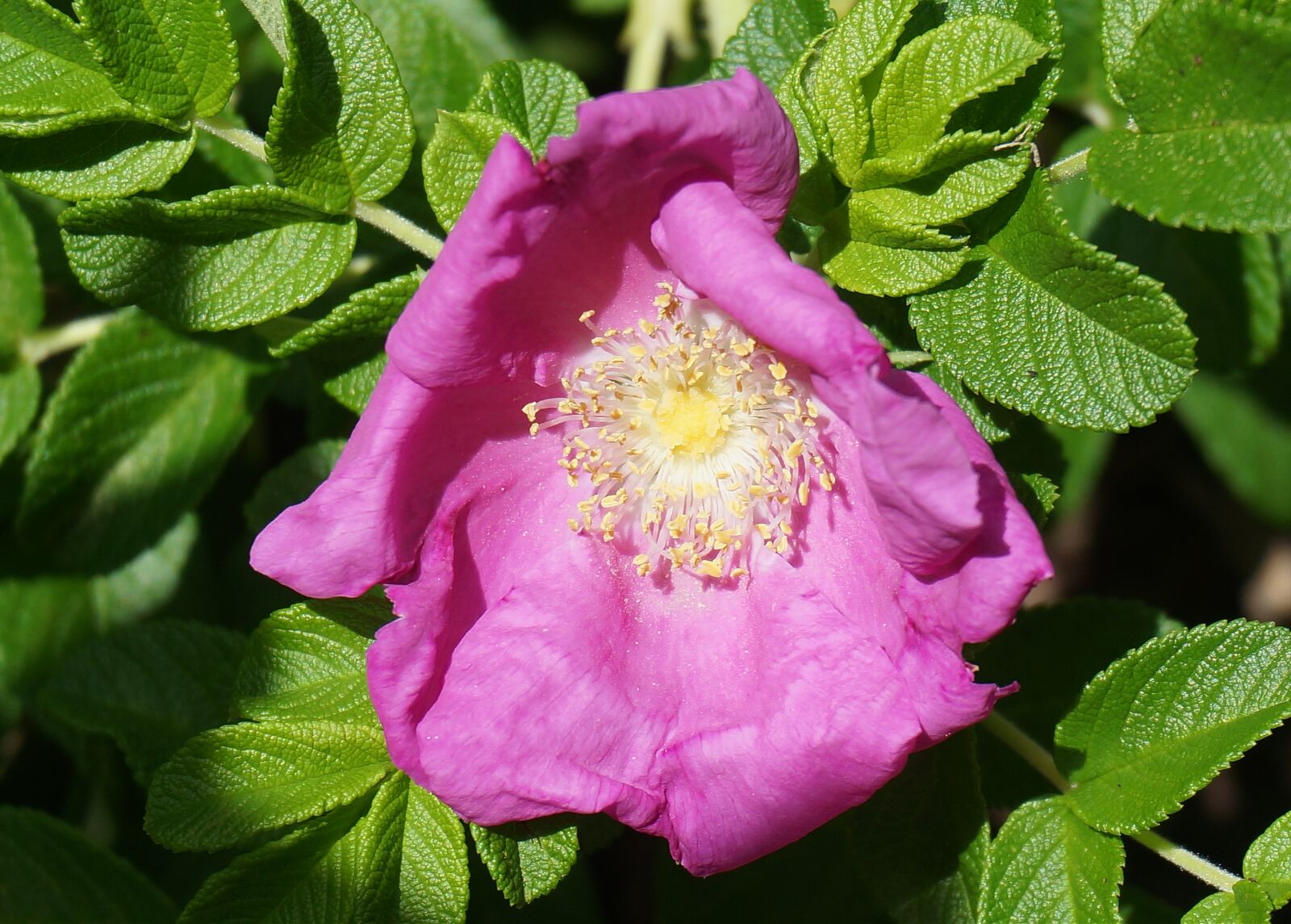Sony Alpha NEX-5T sample photo. Rose, rugosa rose, flower photography